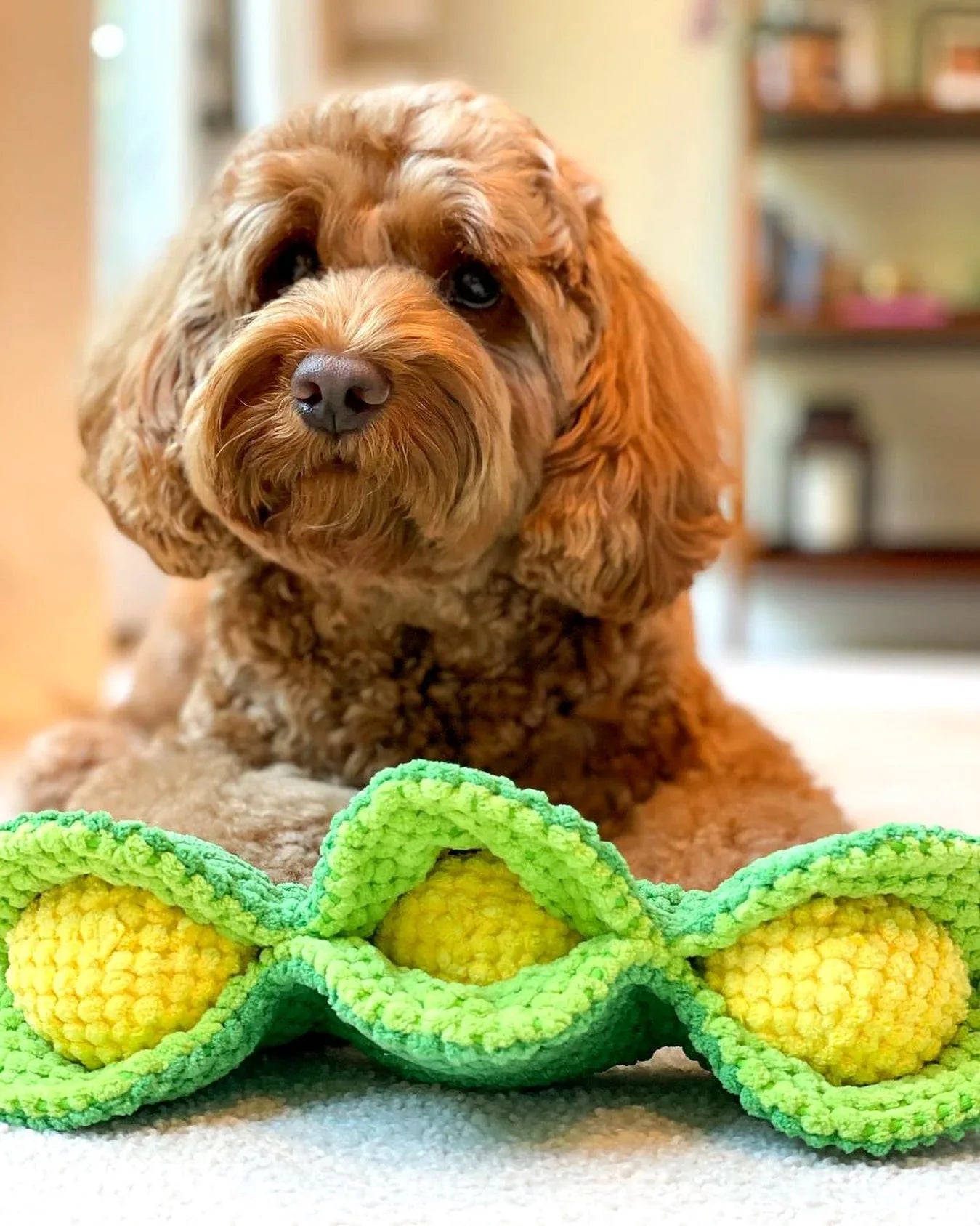 Pea Pod 8 - MiniPaw Luxe