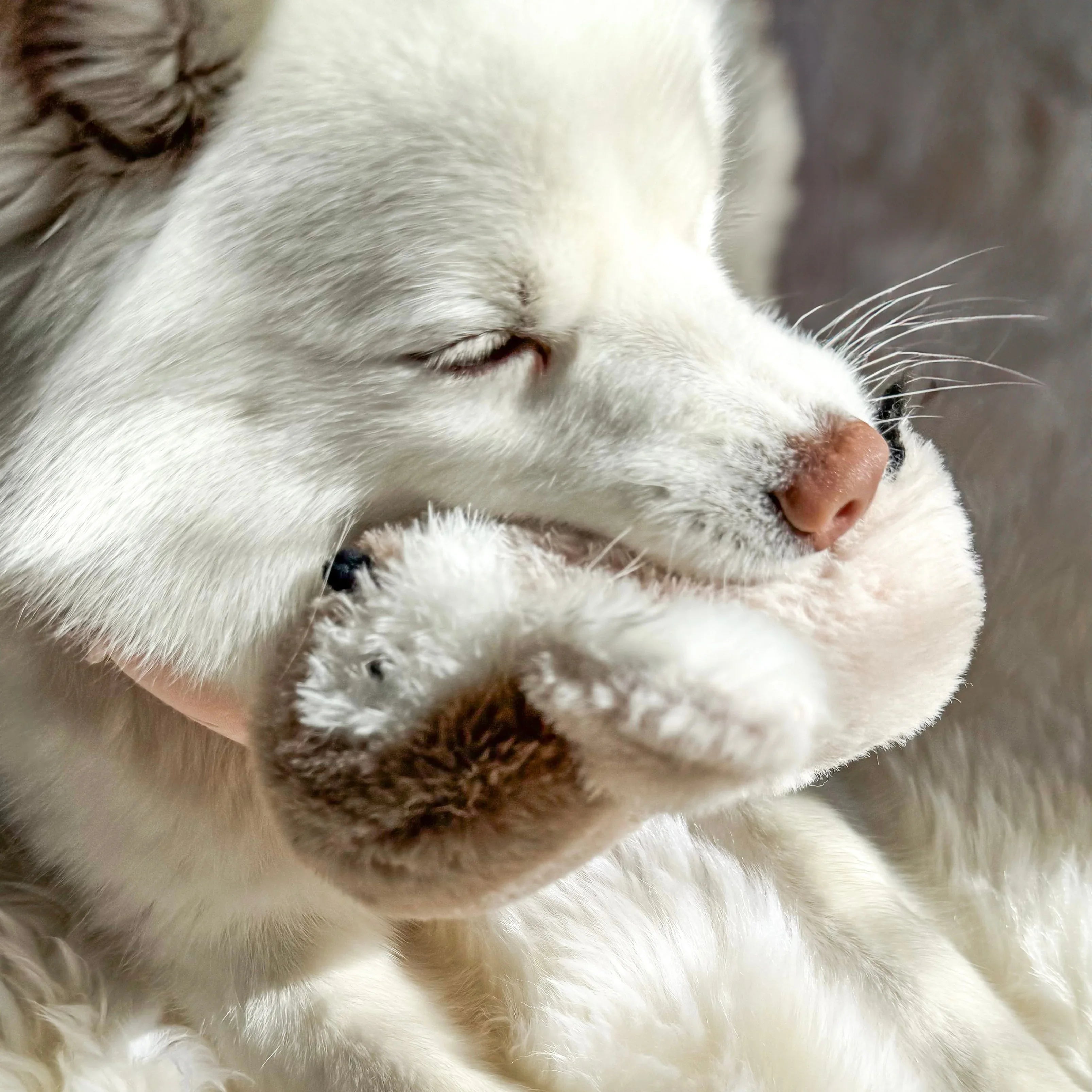 Pegy Plush Toy | Mini 5 - MiniPaw Luxe