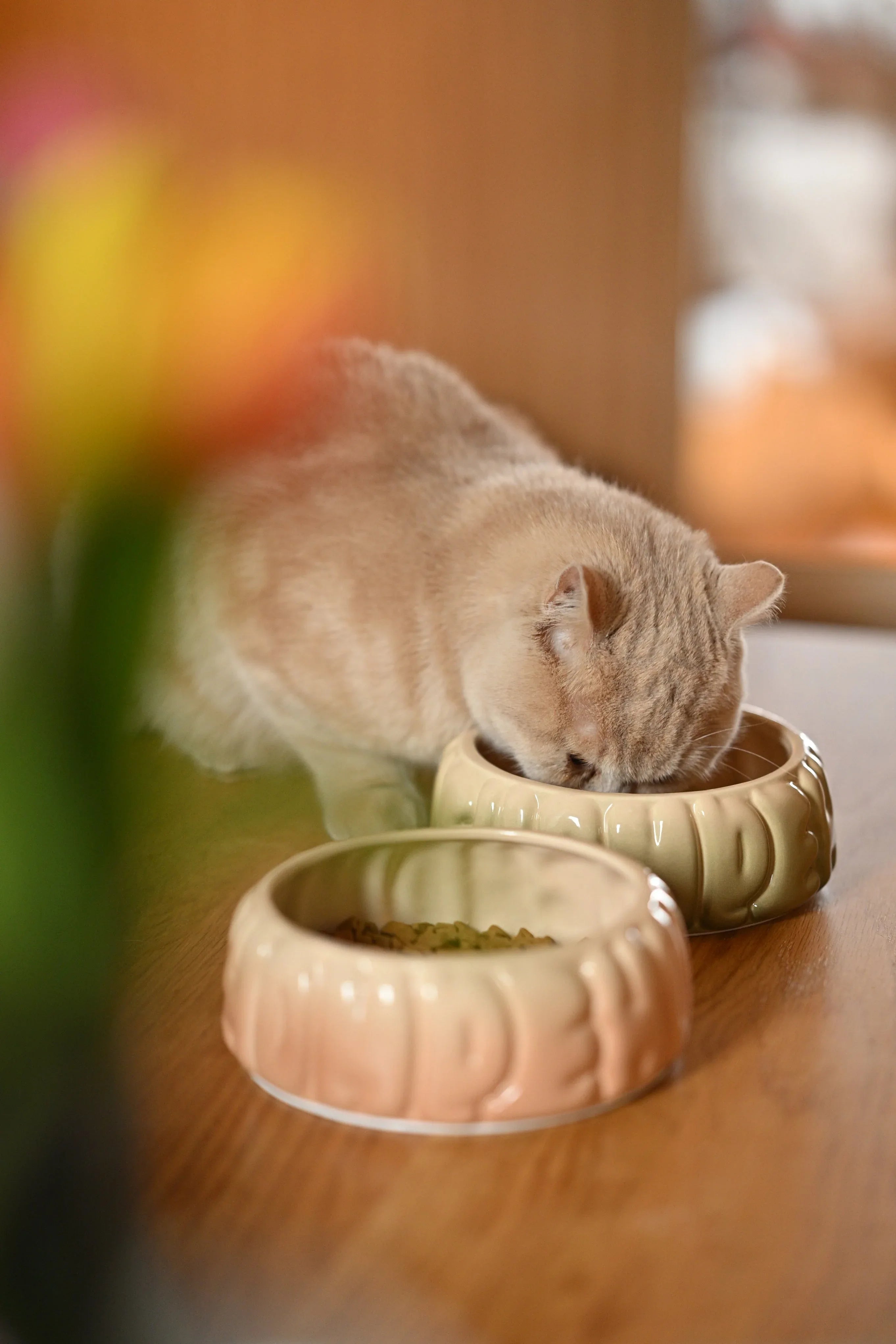 Puff Pet Bowl | Gradient Olive 6 - MiniPaw Luxe