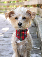 PLAID & WINTER BANDANAS