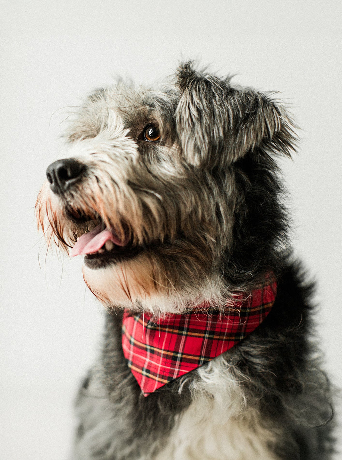 PLAID & WINTER BANDANAS