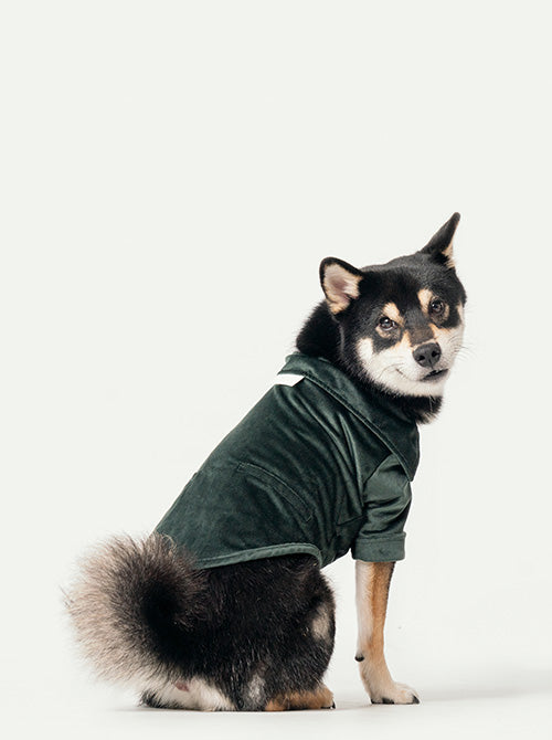 STAINWAY SHIRT - GREEN 2 - MiniPaw Luxe