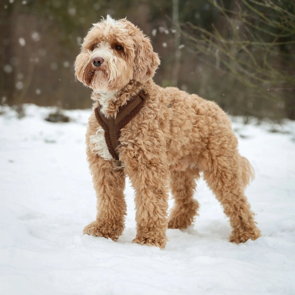 Sherpa Harness | Black 3 - MiniPaw Luxe