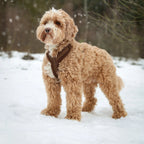 Sherpa Harness | Lilac 3 - MiniPaw Luxe