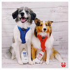 Smirruff Ice 6 - MiniPaw Luxe