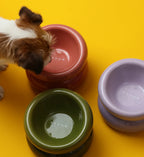 Soufflé Pet Bowl | Purple 6 - MiniPaw Luxe