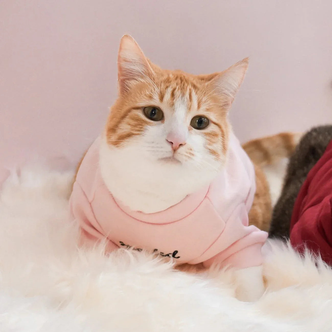 Spoiled Mock Neck Shirt | Blush 10 - MiniPaw Luxe