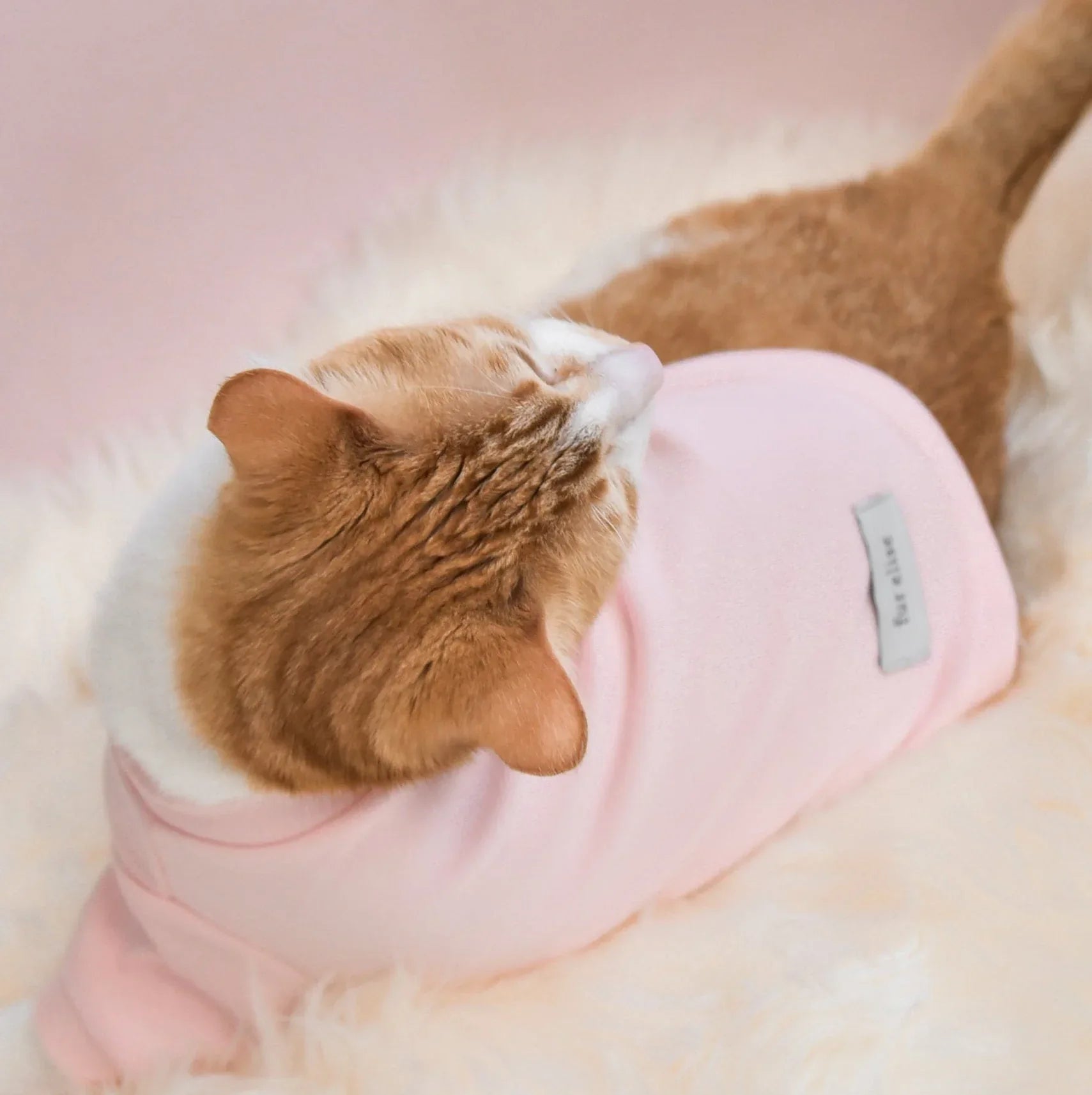 Spoiled Mock Neck Shirt | Blush 15 - MiniPaw Luxe