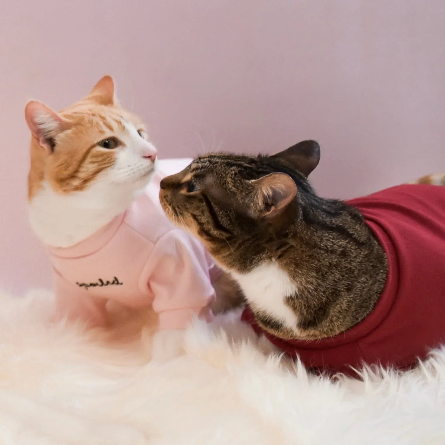 Spoiled Mock Neck Shirt | Blush 16 - MiniPaw Luxe