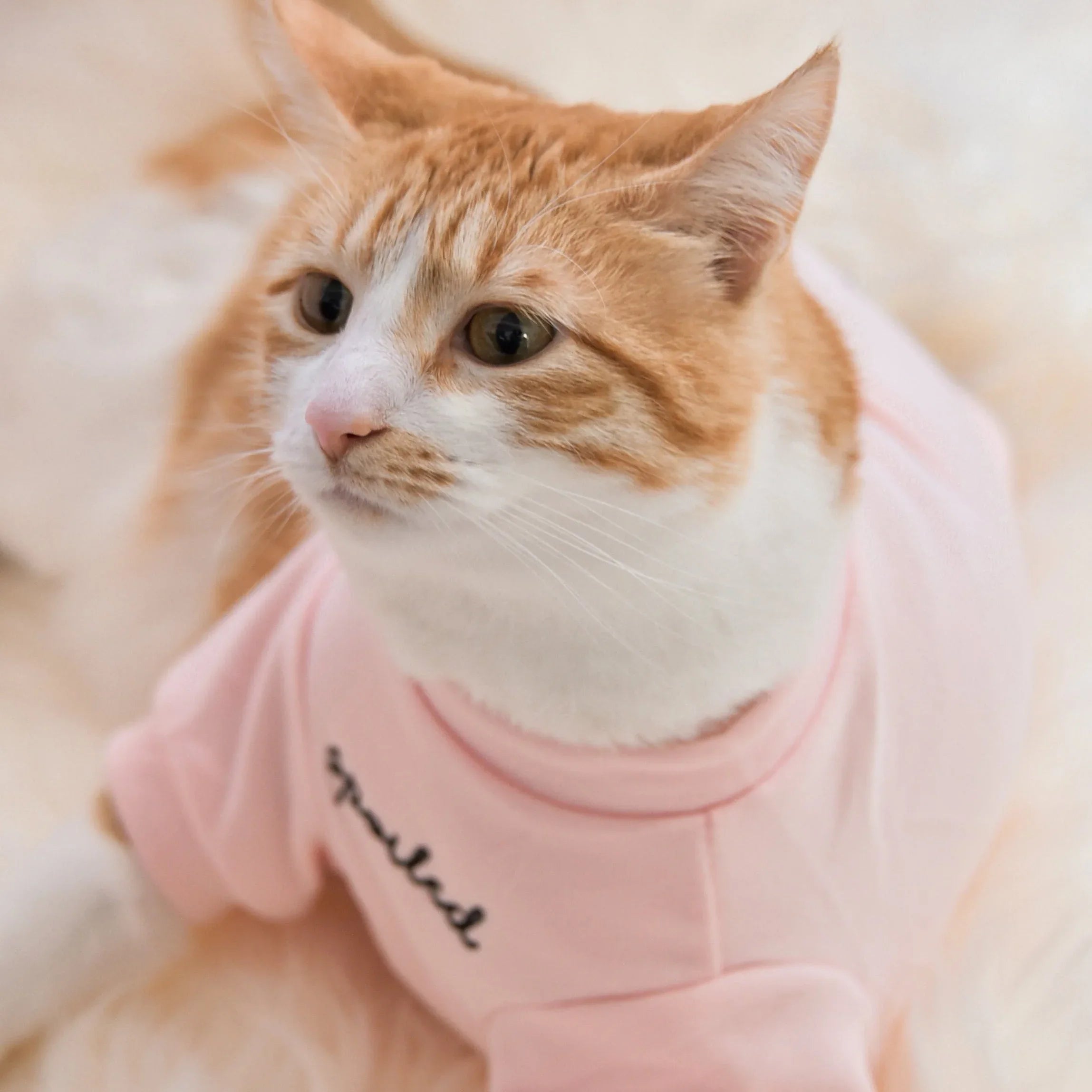 Spoiled Mock Neck Shirt | Blush 7 - MiniPaw Luxe