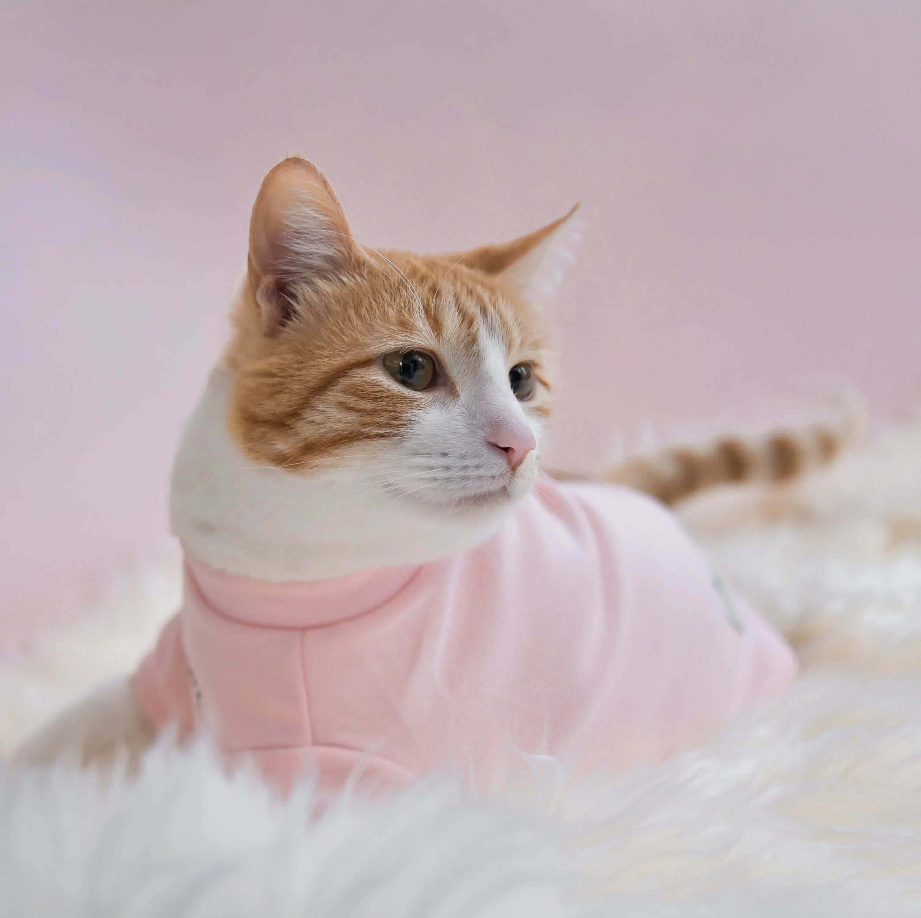 Spoiled Mock Neck Shirt | Blush 9 - MiniPaw Luxe