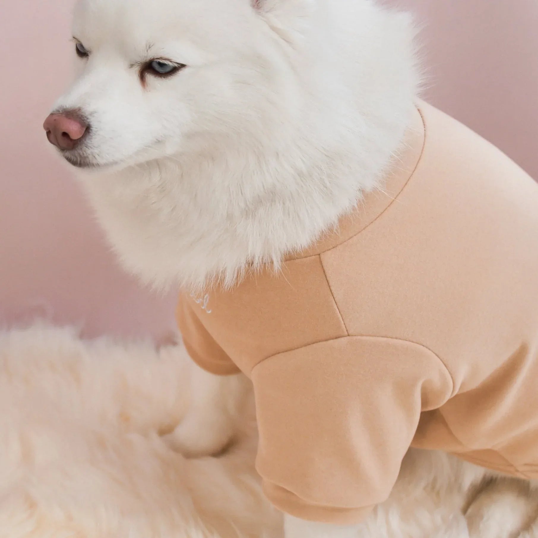 Spoiled Mock Neck Shirt | Latte 10 - MiniPaw Luxe