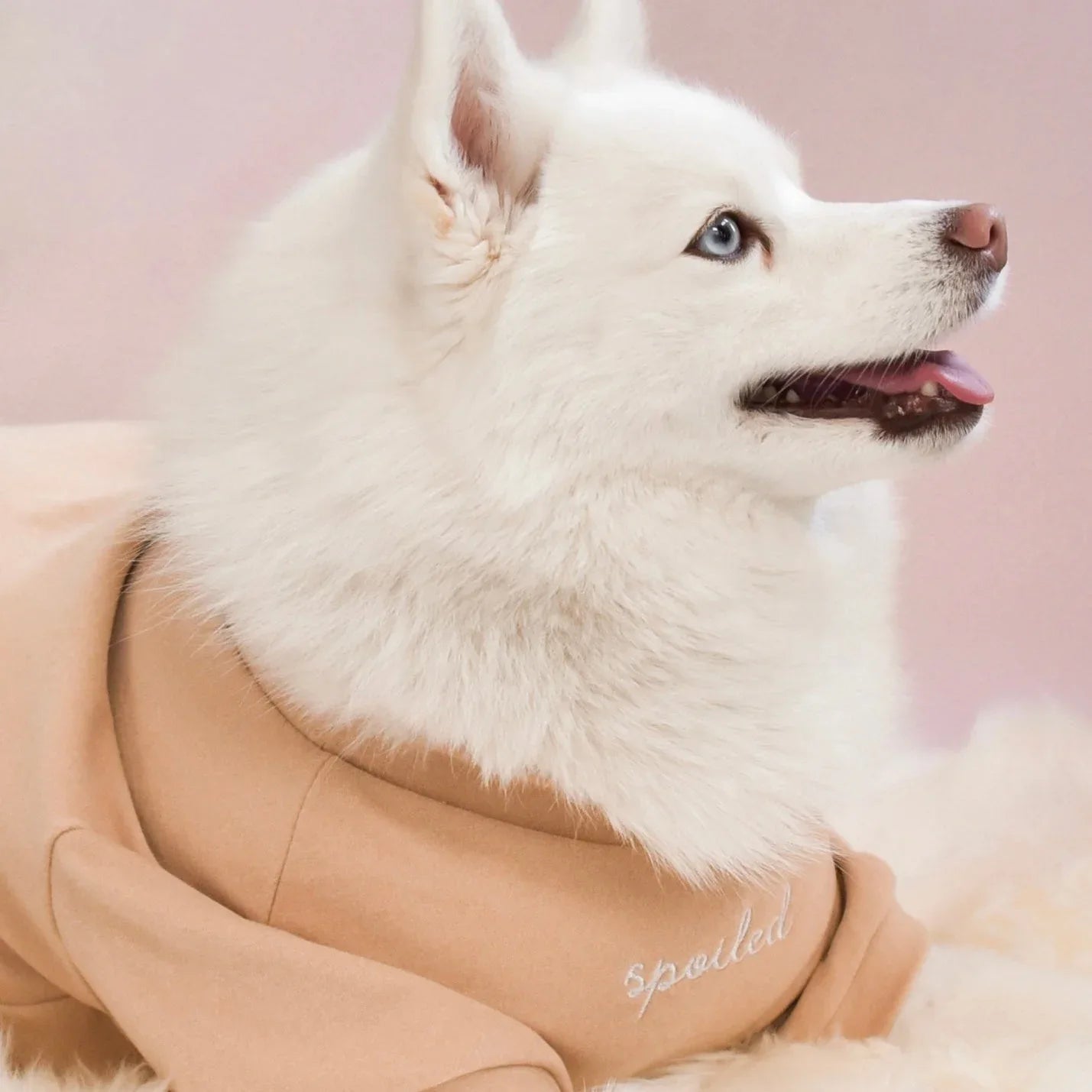 Spoiled Mock Neck Shirt | Latte 5 - MiniPaw Luxe