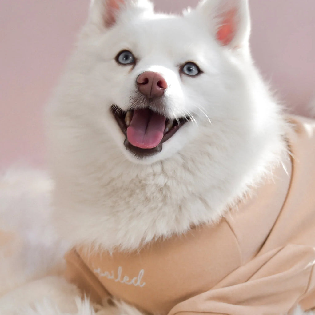 Spoiled Mock Neck Shirt | Latte 6 - MiniPaw Luxe