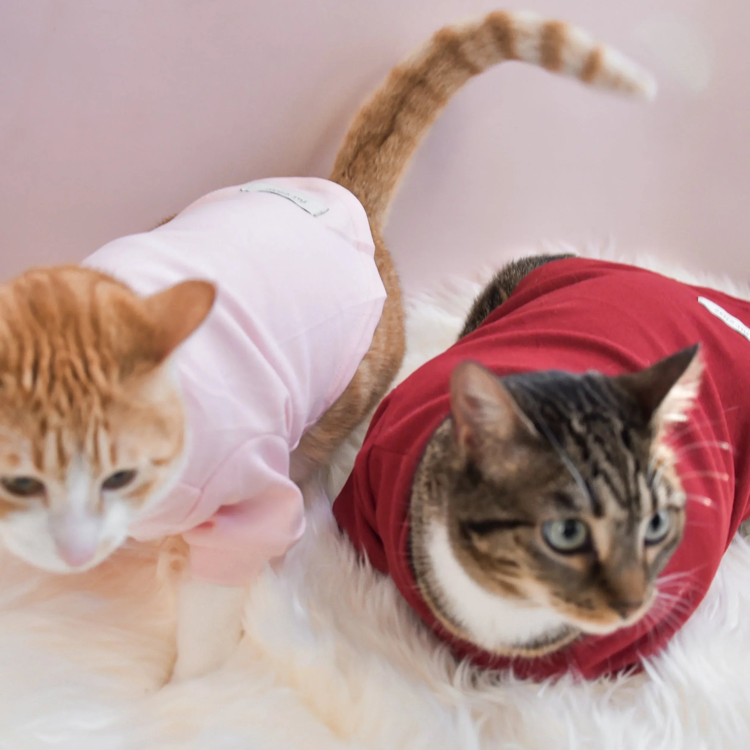 Spoiled Mock Neck Shirt | Lucky 18 - MiniPaw Luxe