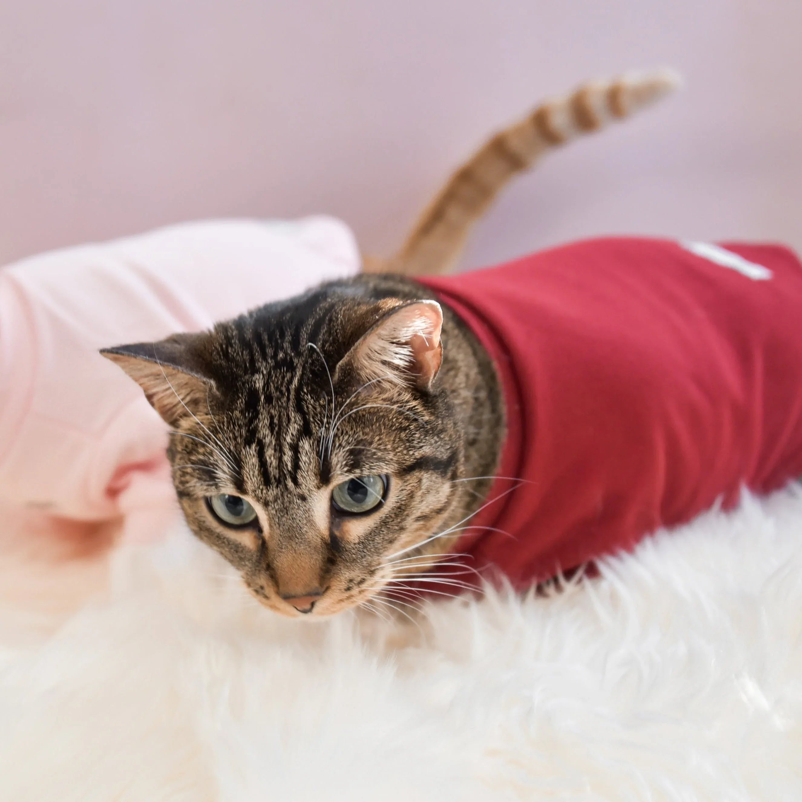 Spoiled Mock Neck Shirt | Lucky 21 - MiniPaw Luxe