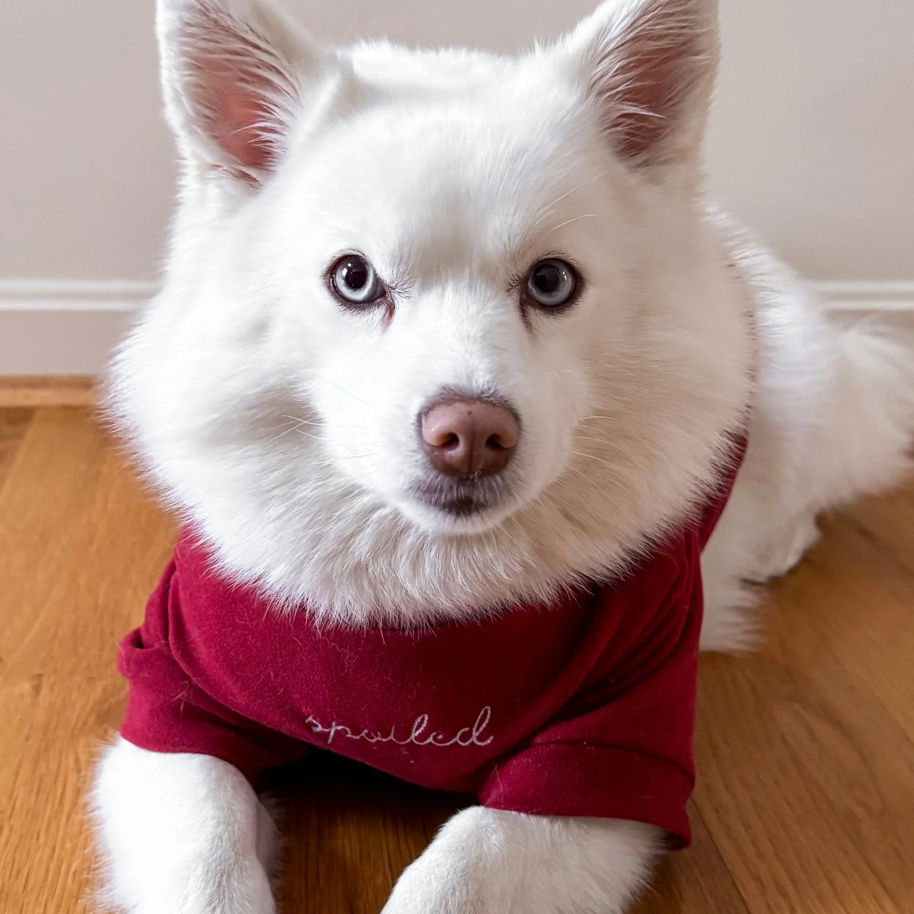 Spoiled Mock Neck Shirt | Lucky 8 - MiniPaw Luxe