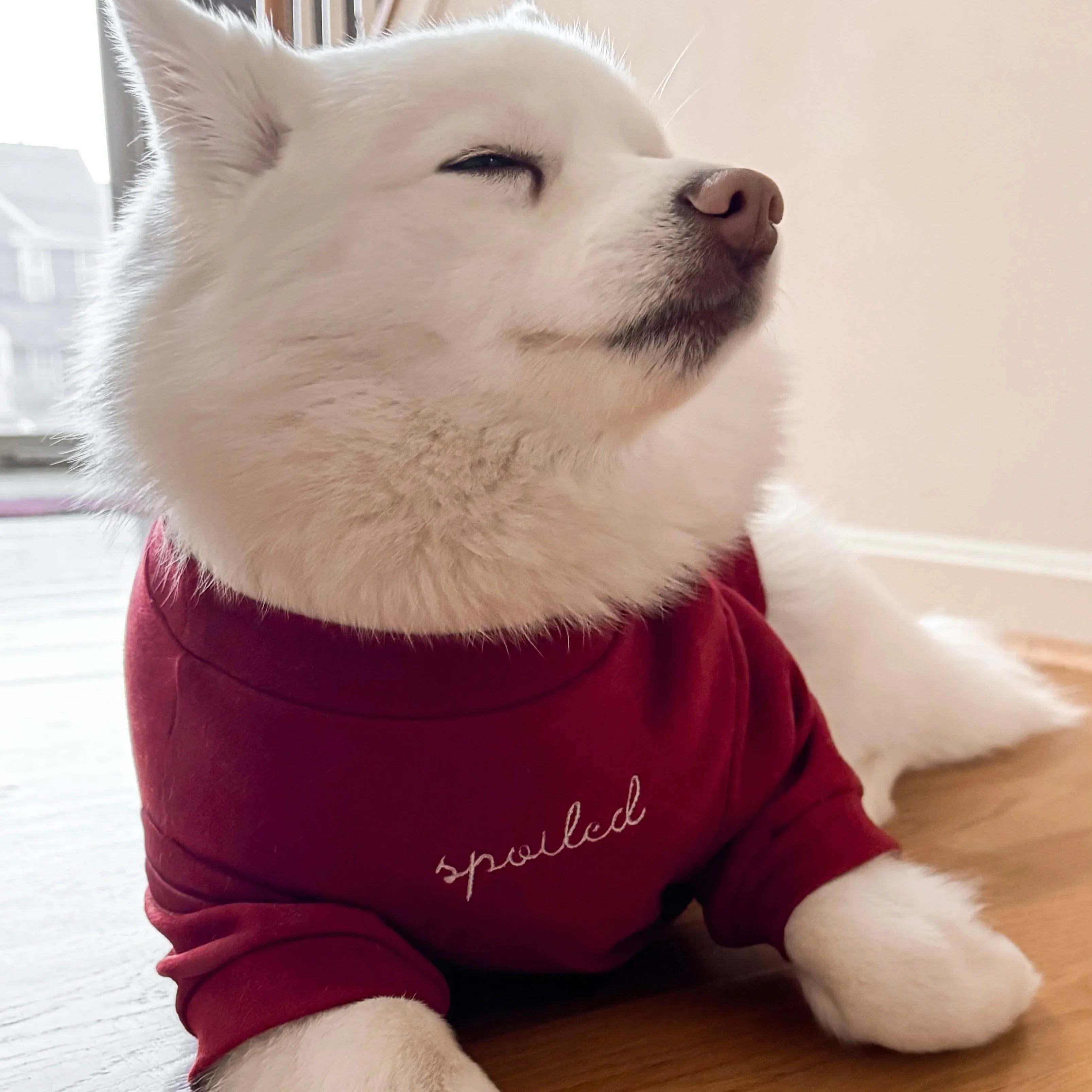 Spoiled Mock Neck Shirt | Lucky 9 - MiniPaw Luxe