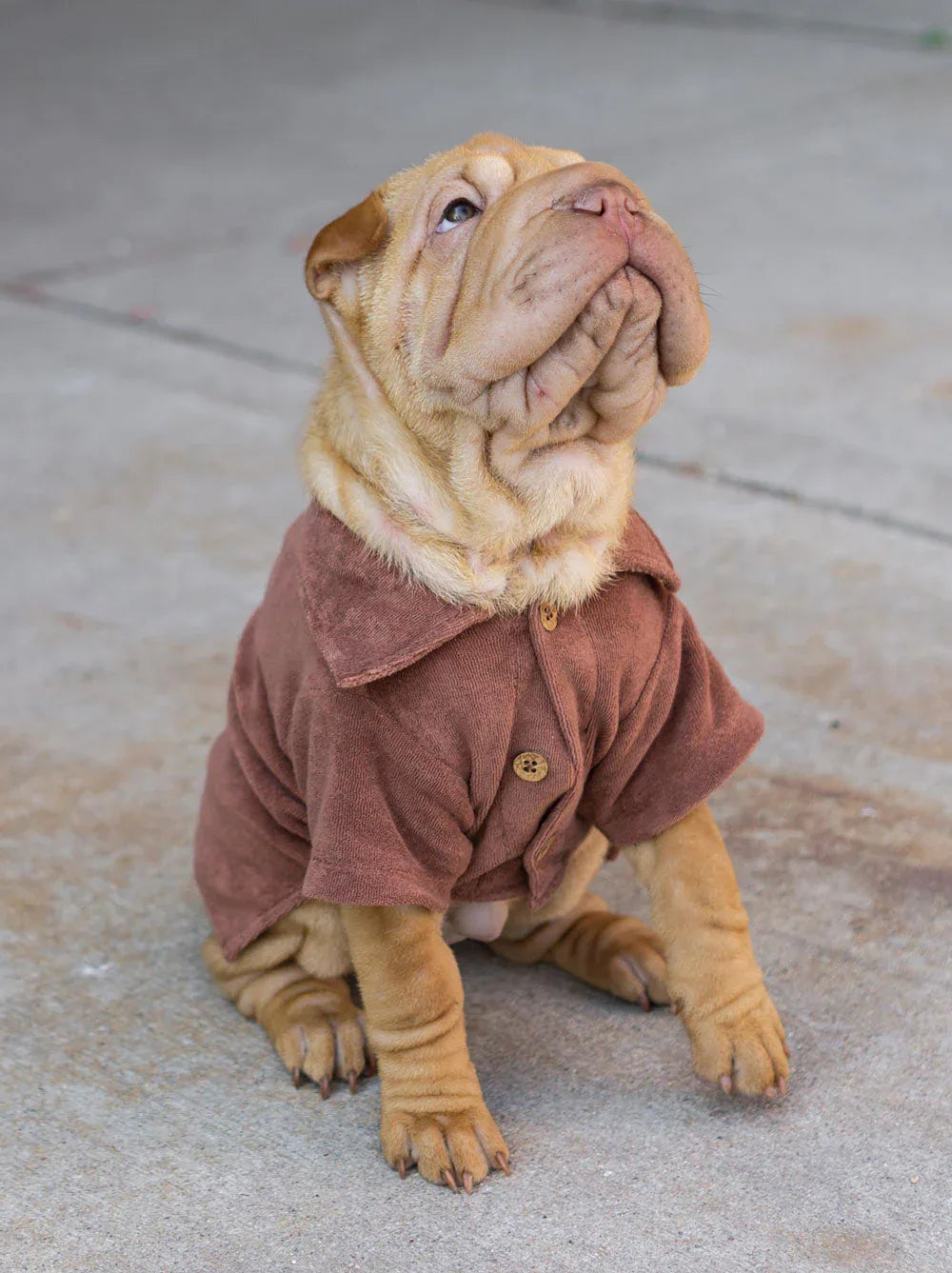 Terry Polo | Cocoa 2 - MiniPaw Luxe