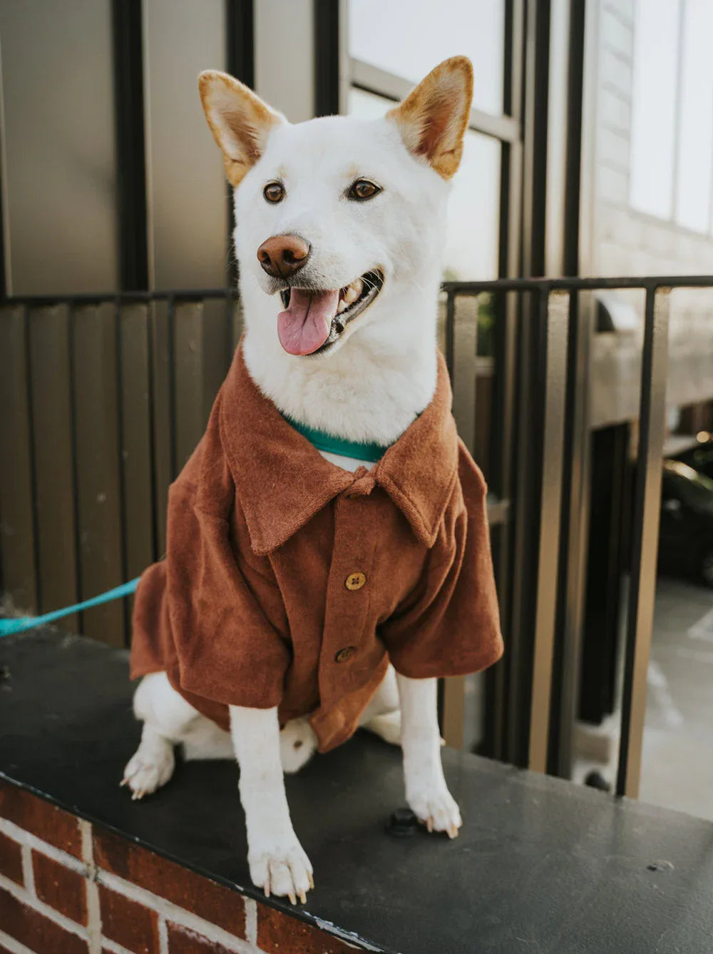 Terry Polo | Cocoa 5 - MiniPaw Luxe