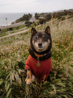 Terry Pullover | Maroon 2 - MiniPaw Luxe