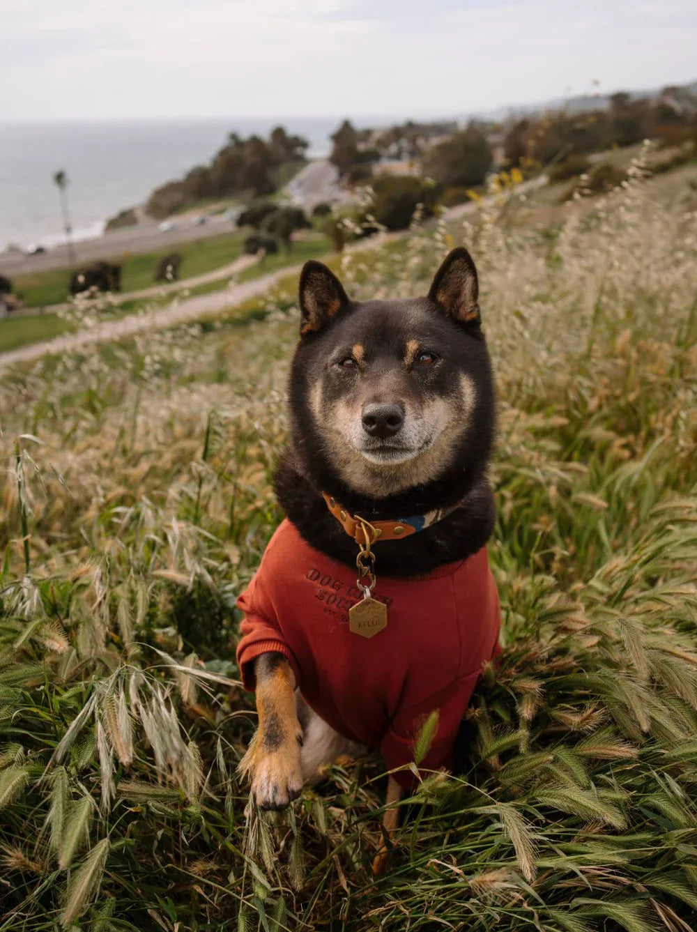 Terry Pullover | Maroon 2 - MiniPaw Luxe