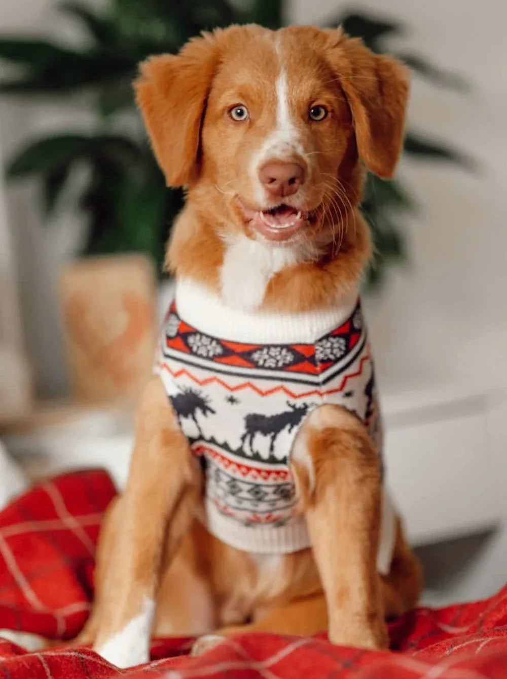The Great Yukon Sweater (Dog & Kid Sizes Only) 2 - MiniPaw Luxe