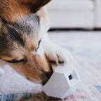 The Odin Treat Dispensing Toy For Dogs 4 - MiniPaw Luxe