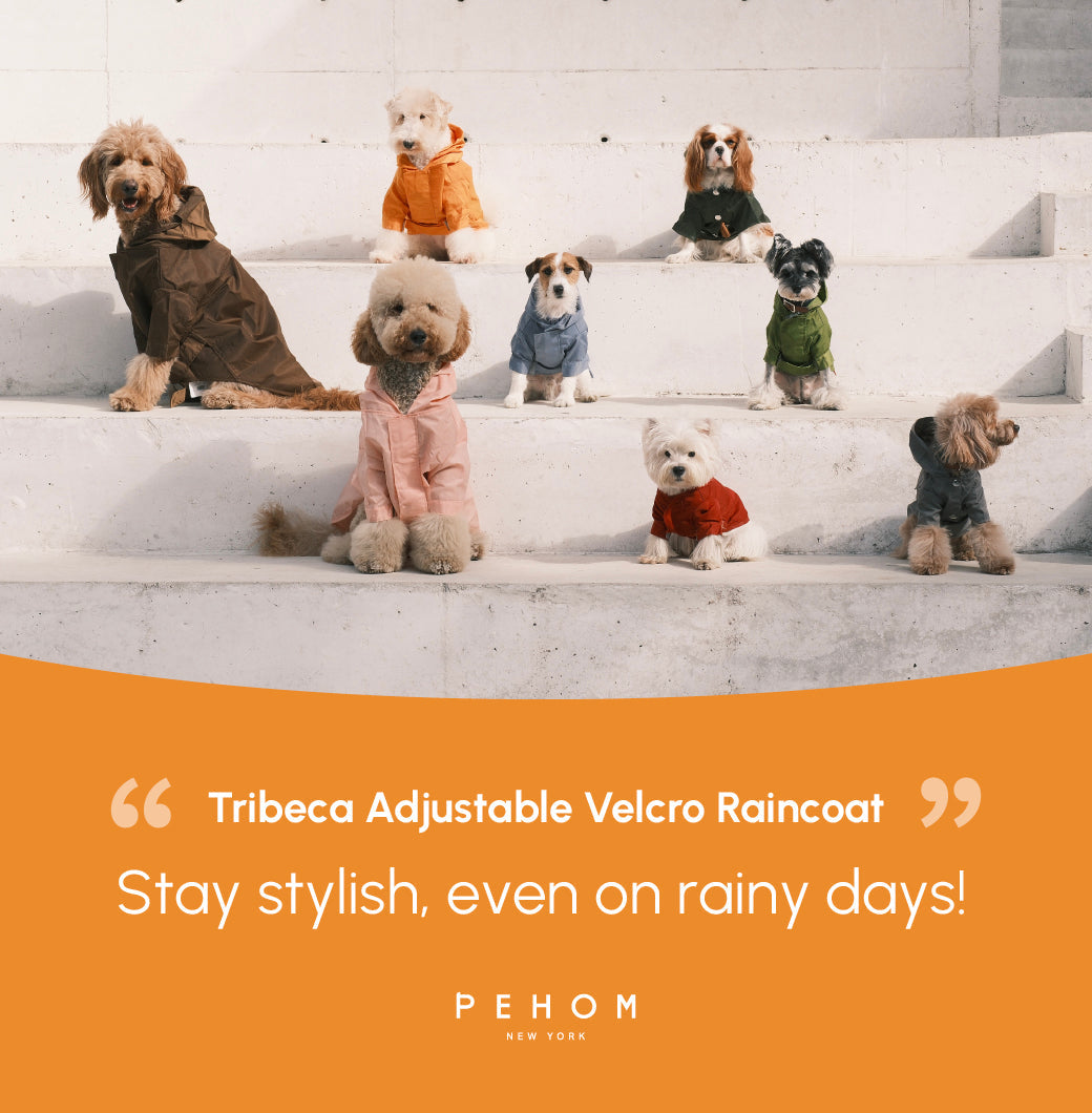 Tribeca Adjustable Velcro Raincoat | Egg Yolk 19 - MiniPaw Luxe
