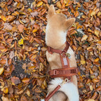 Velvet Harness | Clay 3 - MiniPaw Luxe