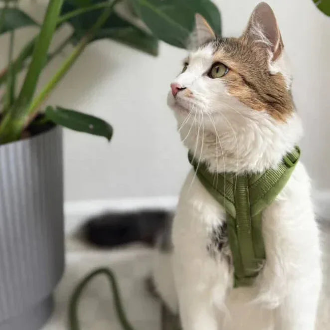 Velvet Harness | Green 3 - MiniPaw Luxe