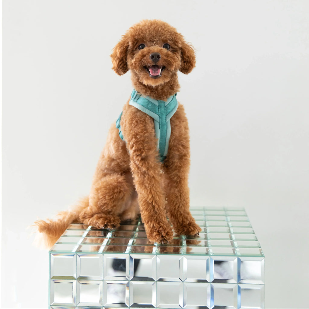 Velvet Harness | Magenta 3 - MiniPaw Luxe