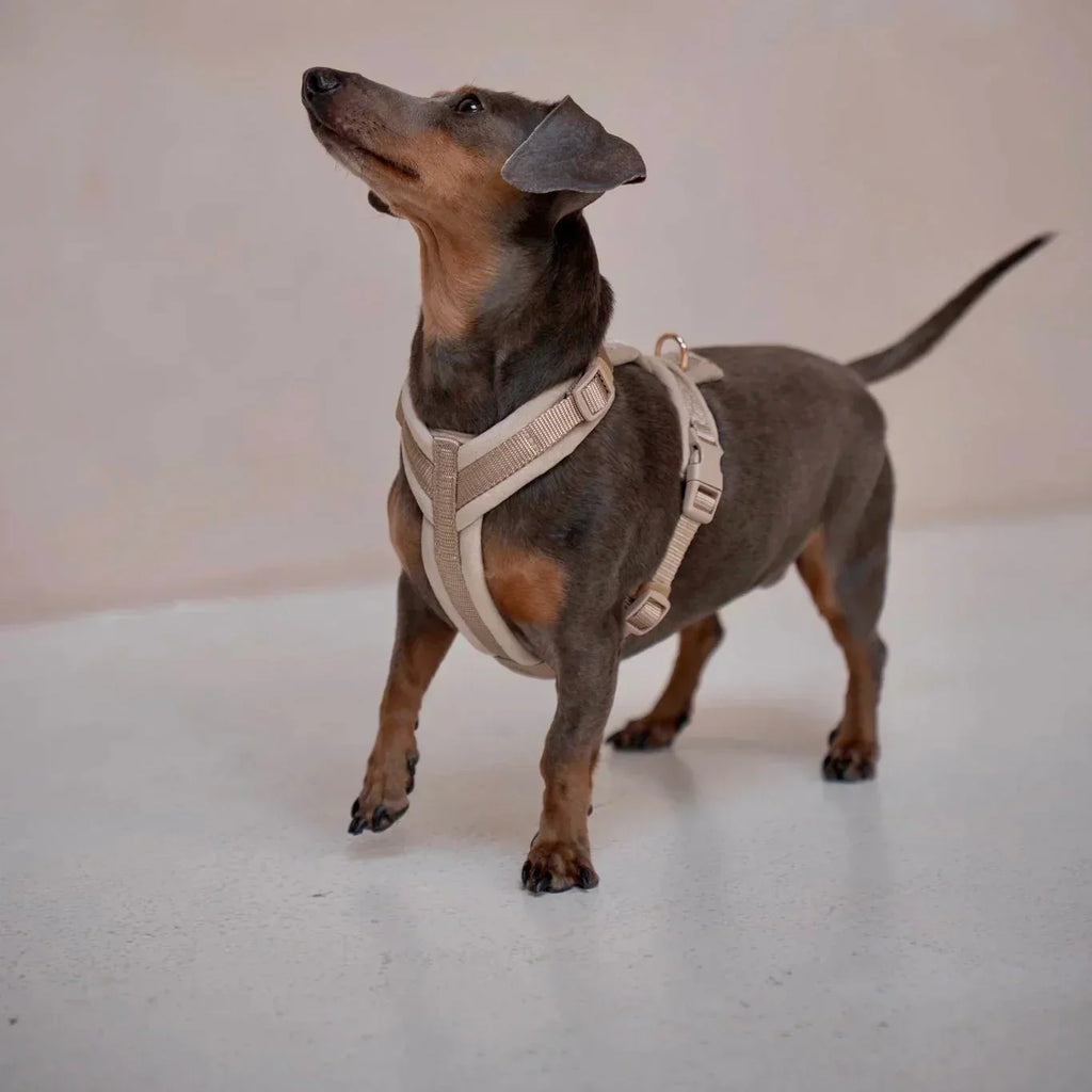 Velvet Harness | Sand 3 - MiniPaw Luxe