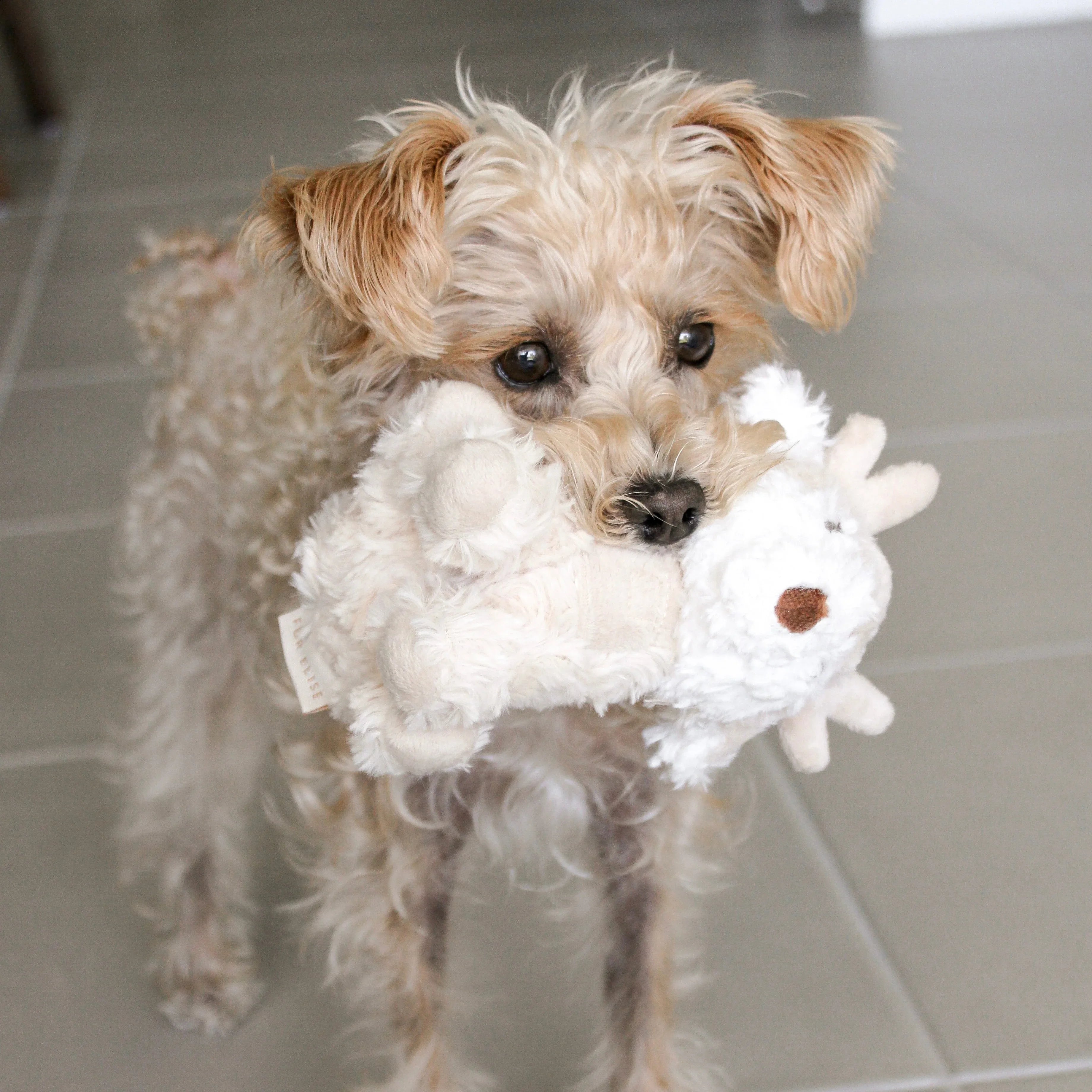 Vixi Plush Toy | Mini 4 - MiniPaw Luxe