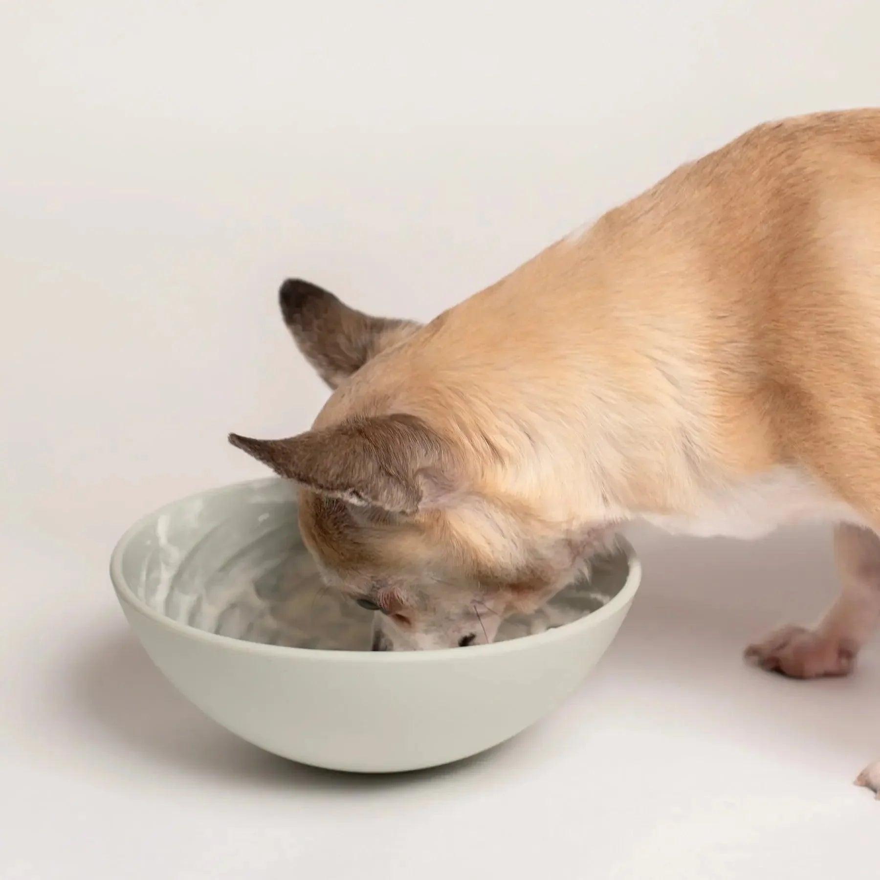 Wobbowl Lick Mat & Slow Feeder Bowl 5 - MiniPaw Luxe