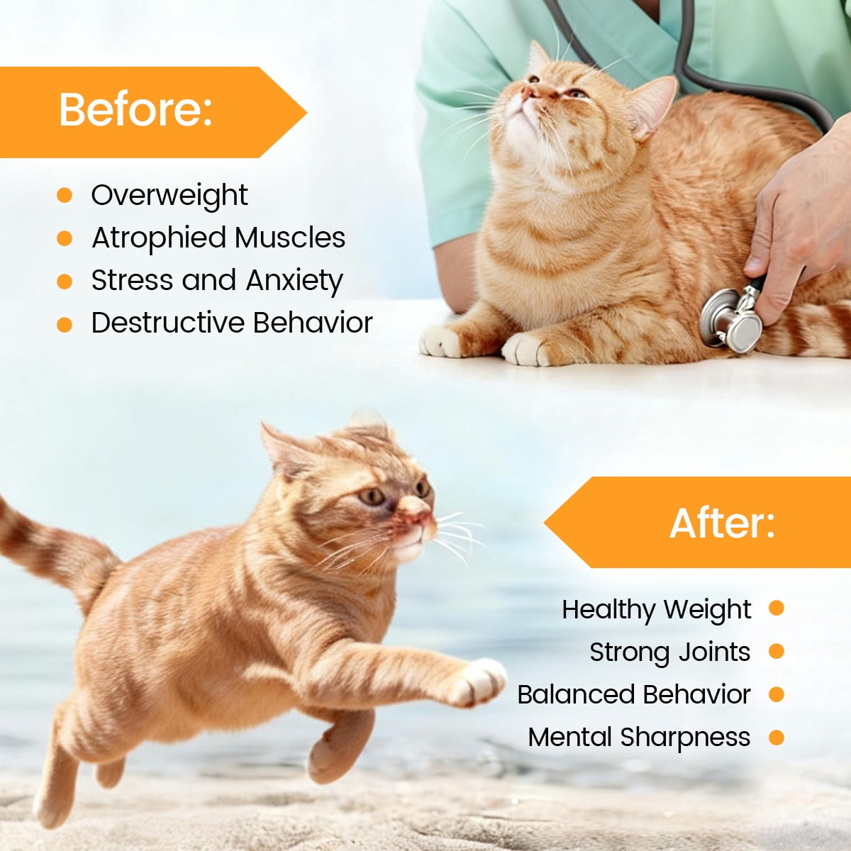 Silent Wooden Cat Running Wheel