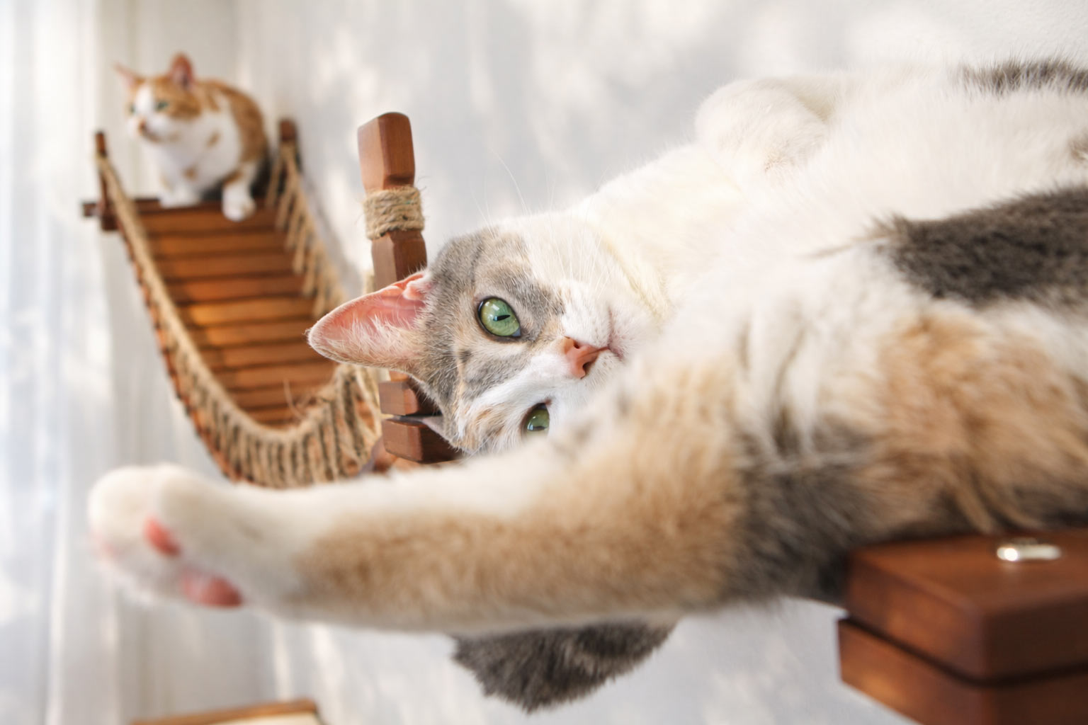 Double Cat Hammock and Climbing Bridge Combo