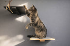 Cat Perch - Wall Mounted and Wooden