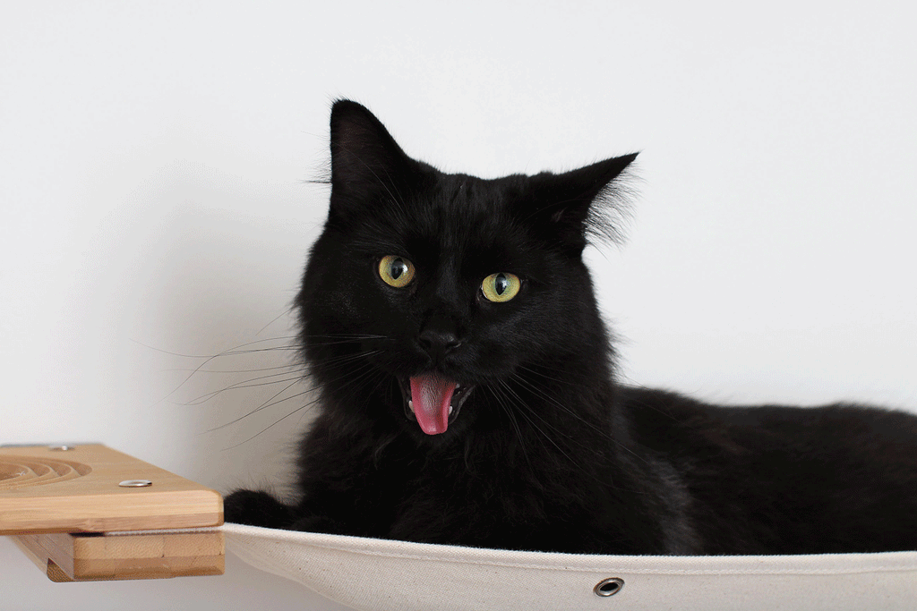 The Climb Condo - Cat Wall Climbing System