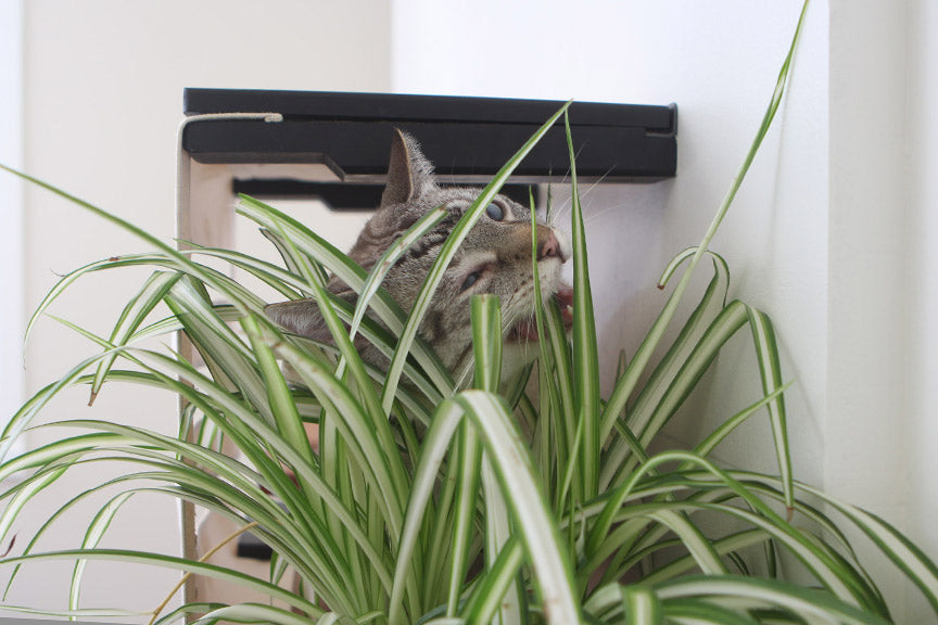 Deluxe Cat Cubby Bed