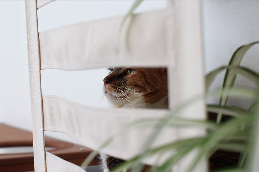 Deluxe Cat Cubby Bed