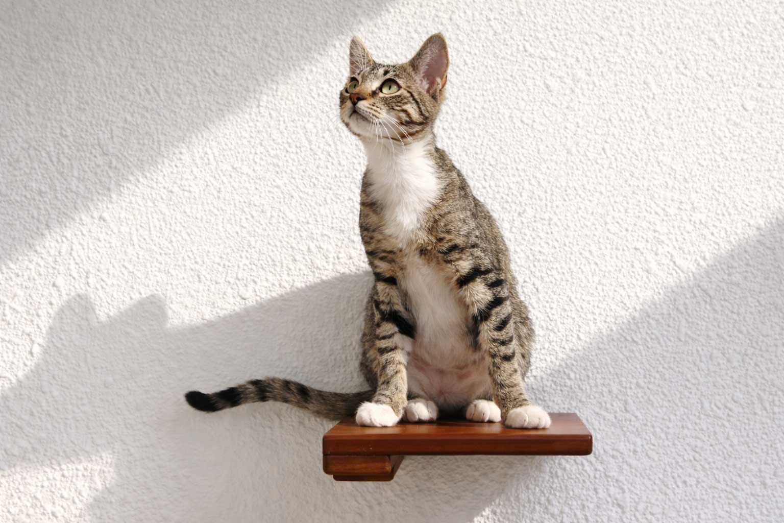 Cat Climbing Shelf