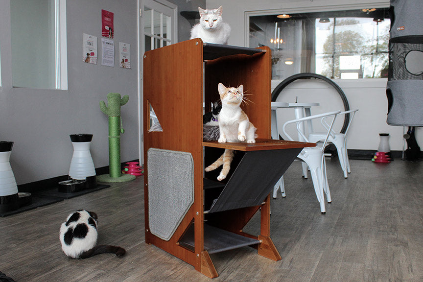 The Overlook - Sturdy - Bamboo Cat Tree