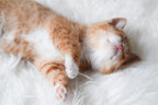 Loaf Blanket