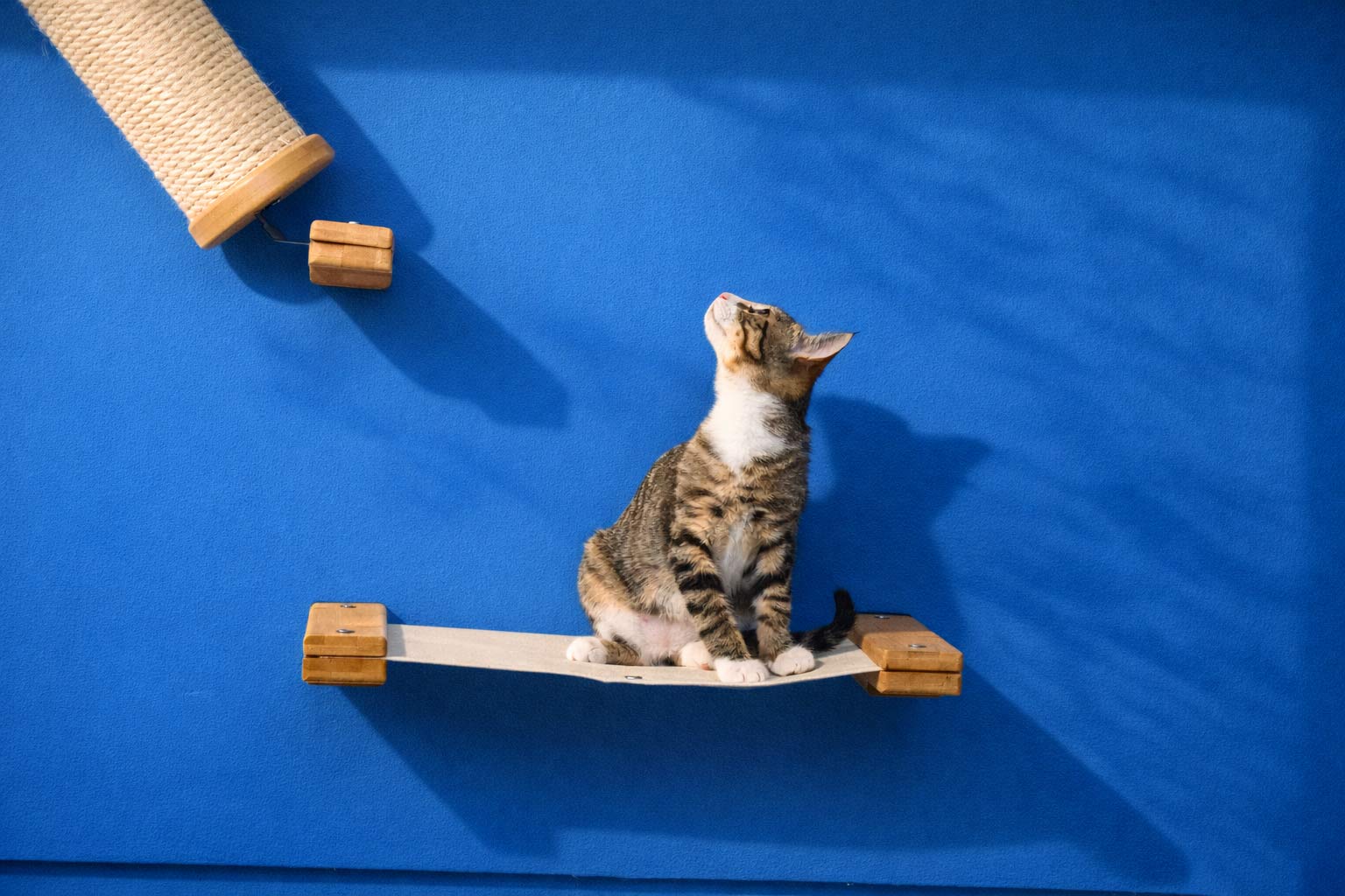 Hanging Cat Bed Hammock