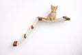The Lift- Cat Hammock Bed