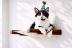 Hanging Cat Bed Hammock