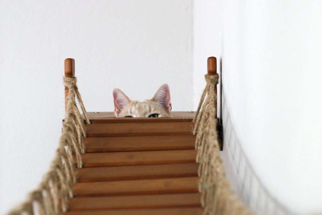 The Expedition - Cat Jungle Gym Wall System
