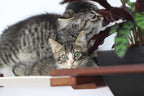 Cat Hammock Wall with Planter