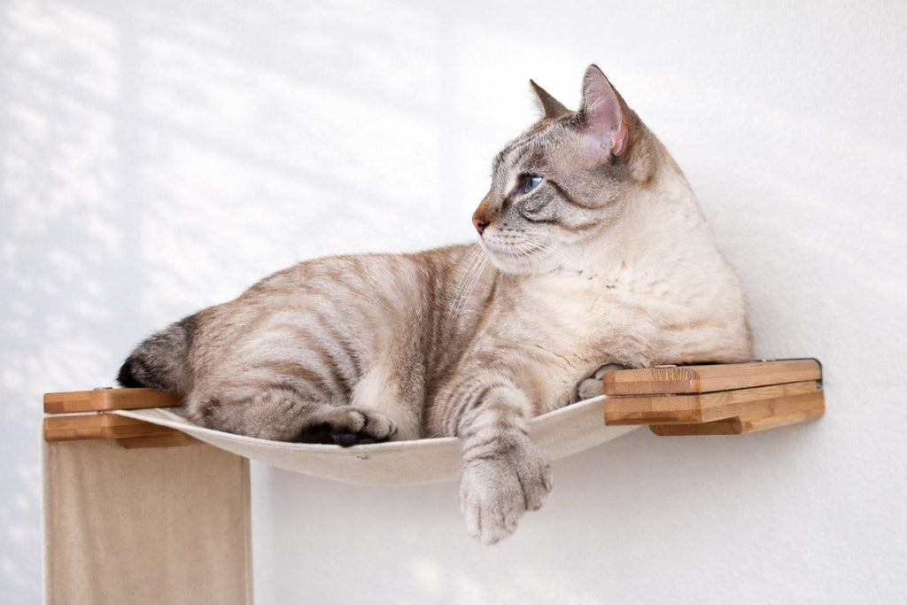 The Play - A Cat Play Wall System